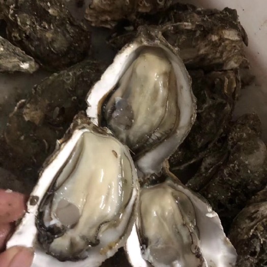 佛山北海生蚝 肥嘟嘟生蚝，值得你拥有
