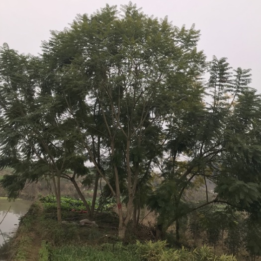 自贡普通蓝花楹 5米以上