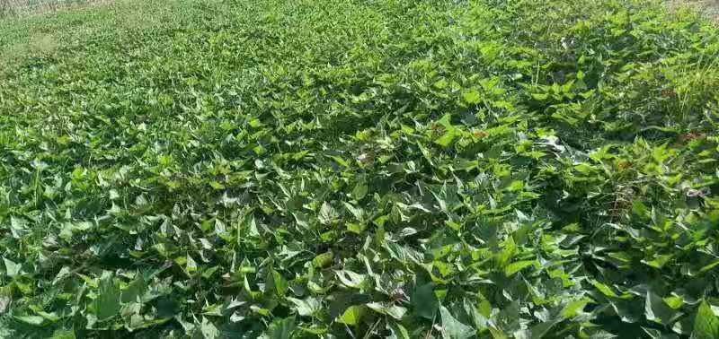 湛江西瓜红红薯苗 大量薯苗出售