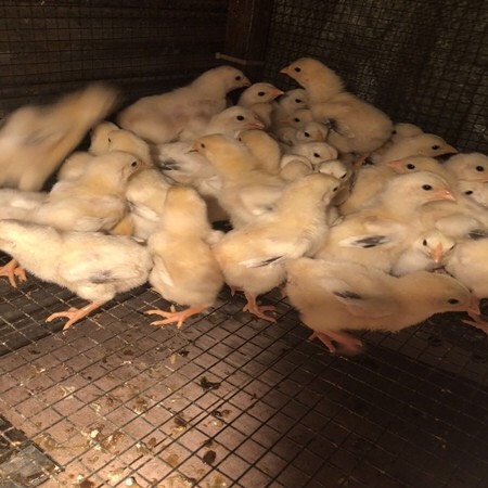 广州东涛鸡苗 东涛鸡