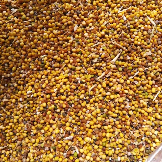 四子王旗油菜籽