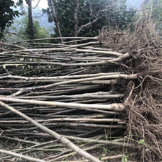 苍溪县核桃苗 成品核桃树