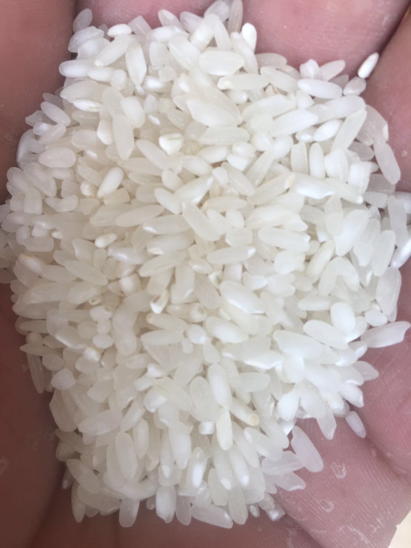 丝苗米 早米大颗粒