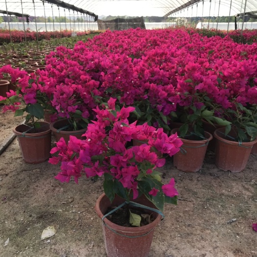 漳州 玫瑰红三角梅盆苗开花鲜艳、一年可以开三次花、花期很长。