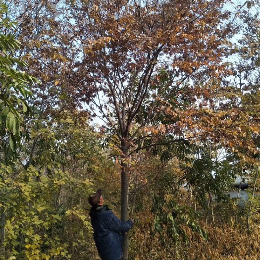 南召县 榉树，红榉，胸径8,9,10公分，有量