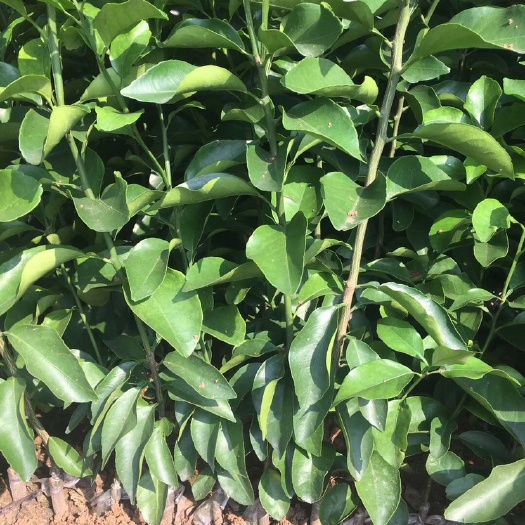 苍溪县脐橙树苗 脐橙苗