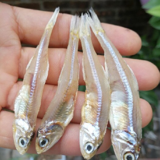 北海小鱼干 跑量产品价平货靓鱼干