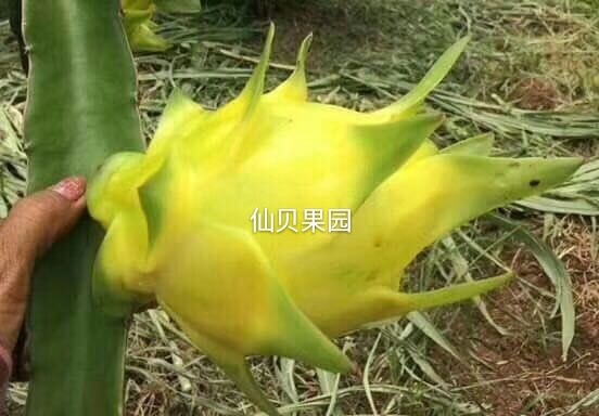广州燕窝火龙果苗  以色列无刺黄龙黄皮火龙果苗抗病高产