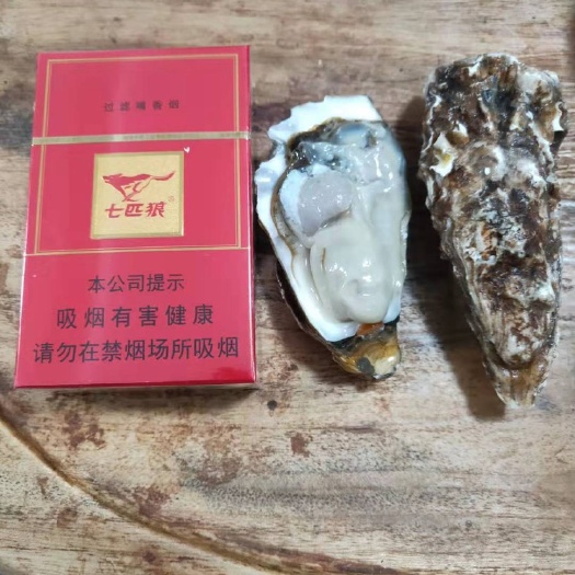 诏安县山东乳山牡蛎 海水 1-2两/只 鲜活水产