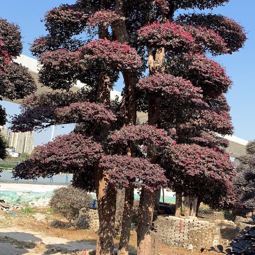 佛山双面红