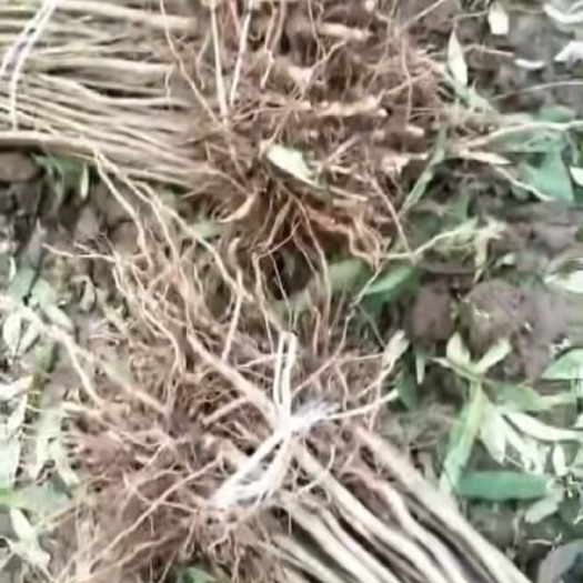 简阳市 大量毛桃苗销售中，欢迎订购，订靠各种桃李品种