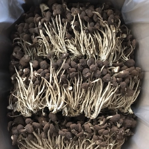 广昌县广昌5号茶树菇  君志 江西广昌5茶树菇干货批发 新货细条