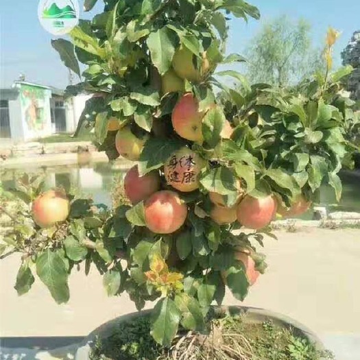 平邑县苹果盆栽 盆景苹果树苗，包成活，包结果，基地直供