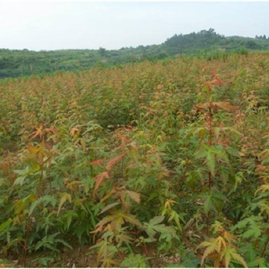 余姚市鸡爪槭苗 鸡爪槭小苗3公分处理