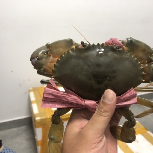 上海 越南青蟹