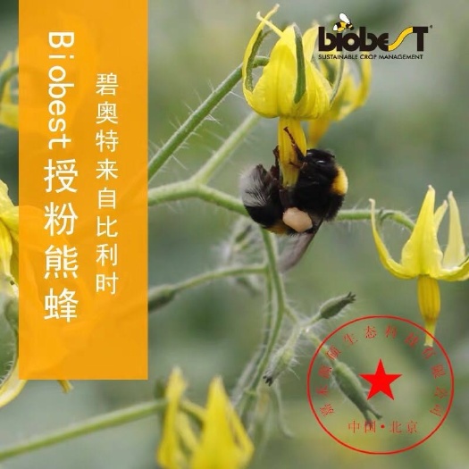 北京 碧奥特Biobest比利时熊蜂 授粉熊蜂 番茄 草莓 蓝莓