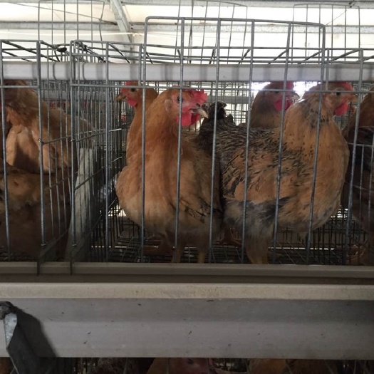 玉林三黄鸡苗 2斤左右的，清远麻四鸡，黑土二，