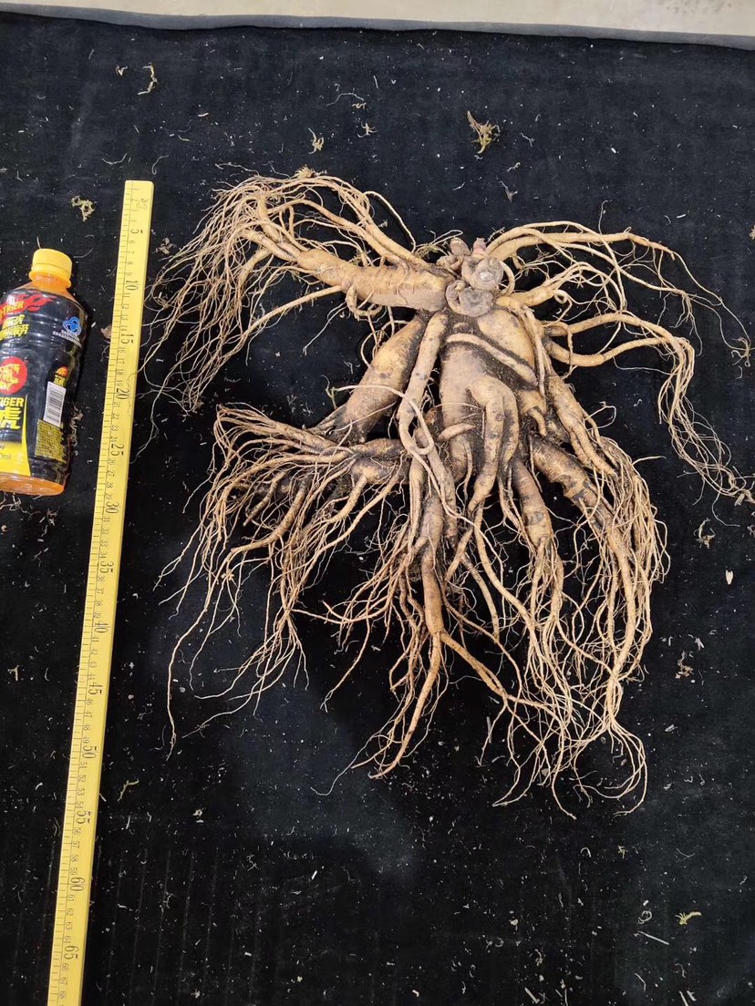 长白山人参 老参王，目前长白山地区最大一支