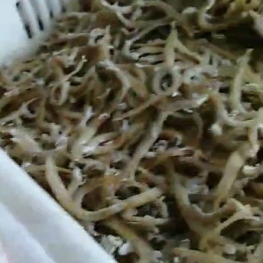 滨州小凤尾鱼