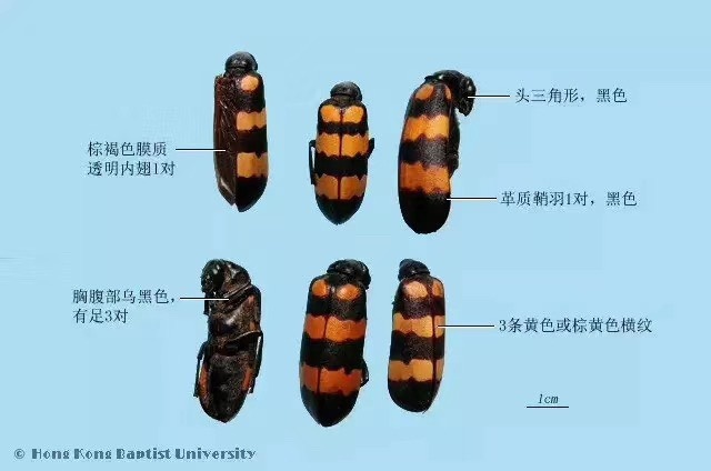 虻虫 斑    蝥     虫！大个！选货！2块一个！大个！