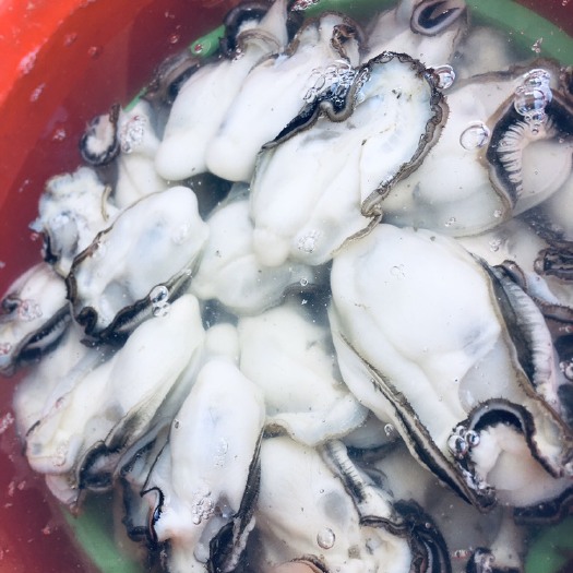 饶平县汫洲大蚝 鲜活水产