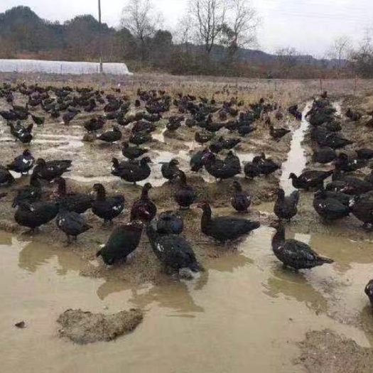 南宁黑番鸭苗 优质黑番鸭