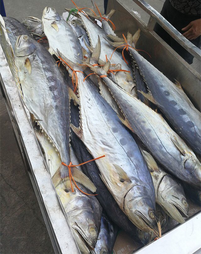 北海深海海貨馬友魚條幹