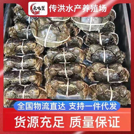 宝应县 大闸蟹，螃蟹，塘口直销，量大质优