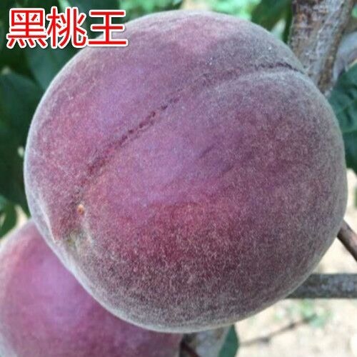 泰安 质优新品黑桃 嫁接桃树苗 基地直销 看圃起苗 1公分以上