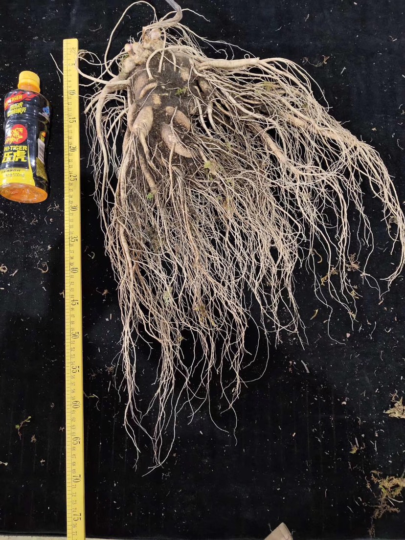 长白山人参 老参王，目前长白山地区最大一支