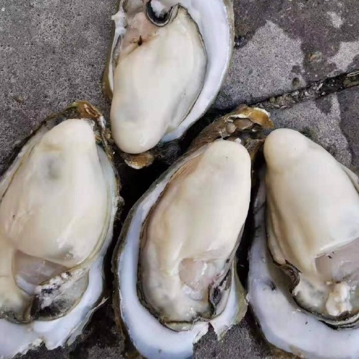 湛江 正宗广东生蚝 湛江生蚝 肥美牡蛎 烧烤专用批发代发电商一手货