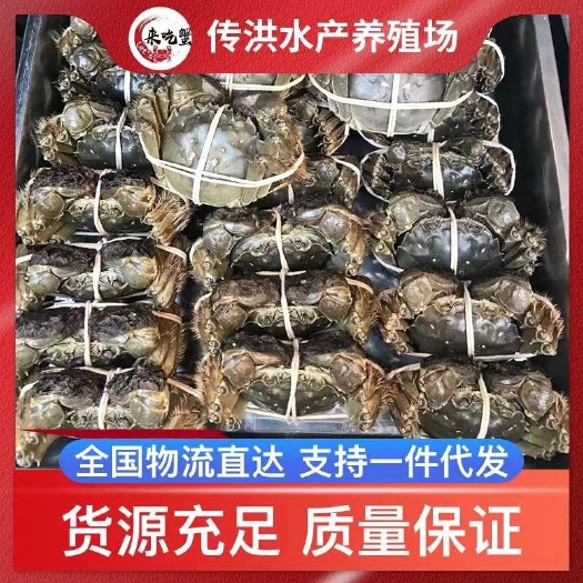 宝应县宝应精品大闸蟹，养殖基地直发，量大质优。