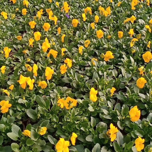 青州市 三色堇，抗寒草花三色堇