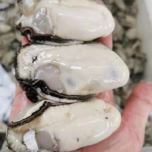 湛江 广东牡蛎 湛江生蚝 阳江蚝 小号小中号中号大号 全国供货一手