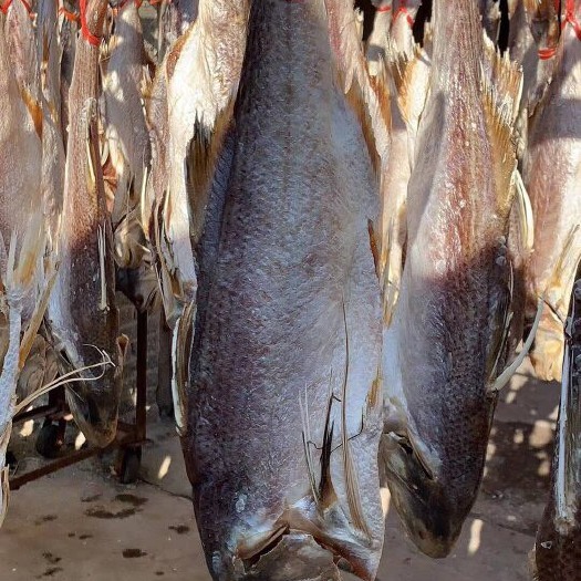 北海 北海深海海货马友鱼条干