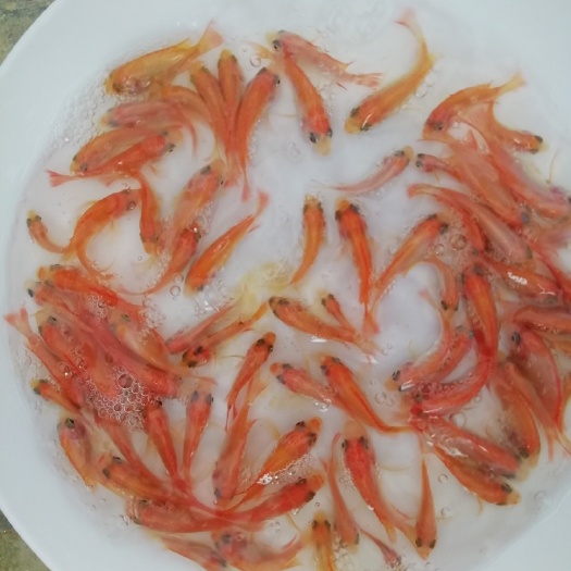 广州红罗非鱼苗批发 彩虹鲷鱼苗供应