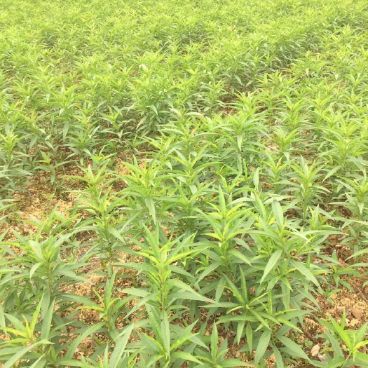 阳朔县鹰嘴蜜桃苗 鹰嘴桃苗30-85公分高