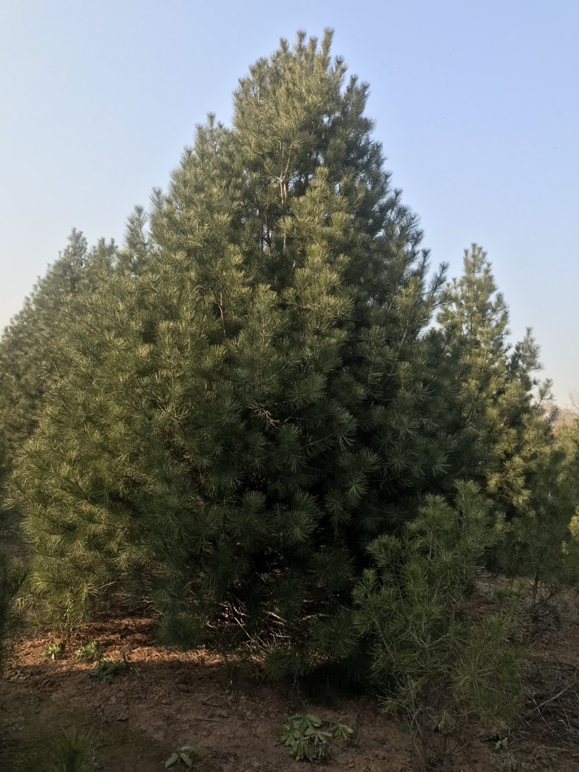  精品白皮松，苍劲挺拔，翠绿有力。华山松、雪松、五角枫、三角枫