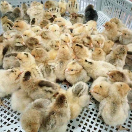 南宁 优质毛血土鸡苗