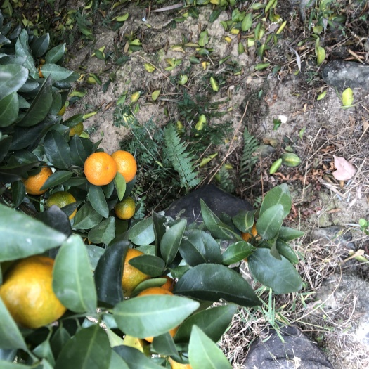 苍梧县 大量出售沙糖桔￼