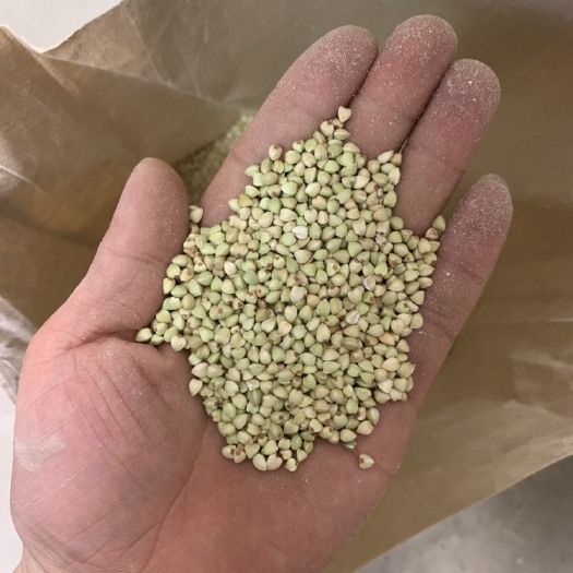 定边县新荞麦米上市  陕北红花荞麦