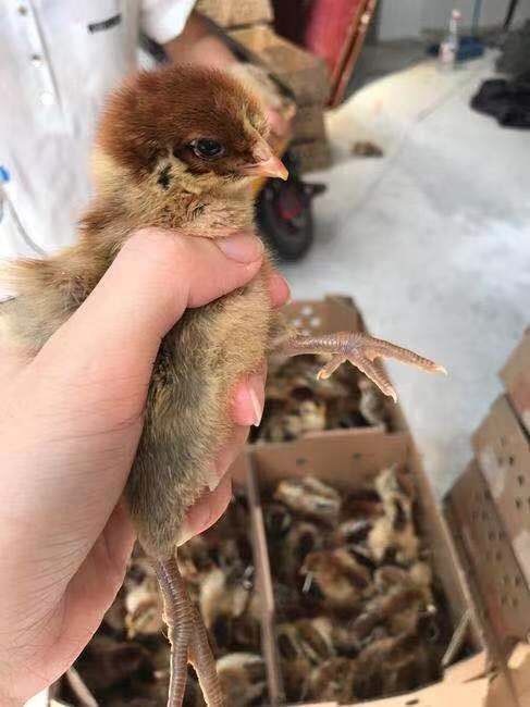 南宁 优质青脚麻鸡苗