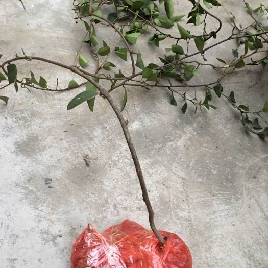 通道县黑老虎  布福娜三年老苗，当年可挂果，带土包邮，易存活