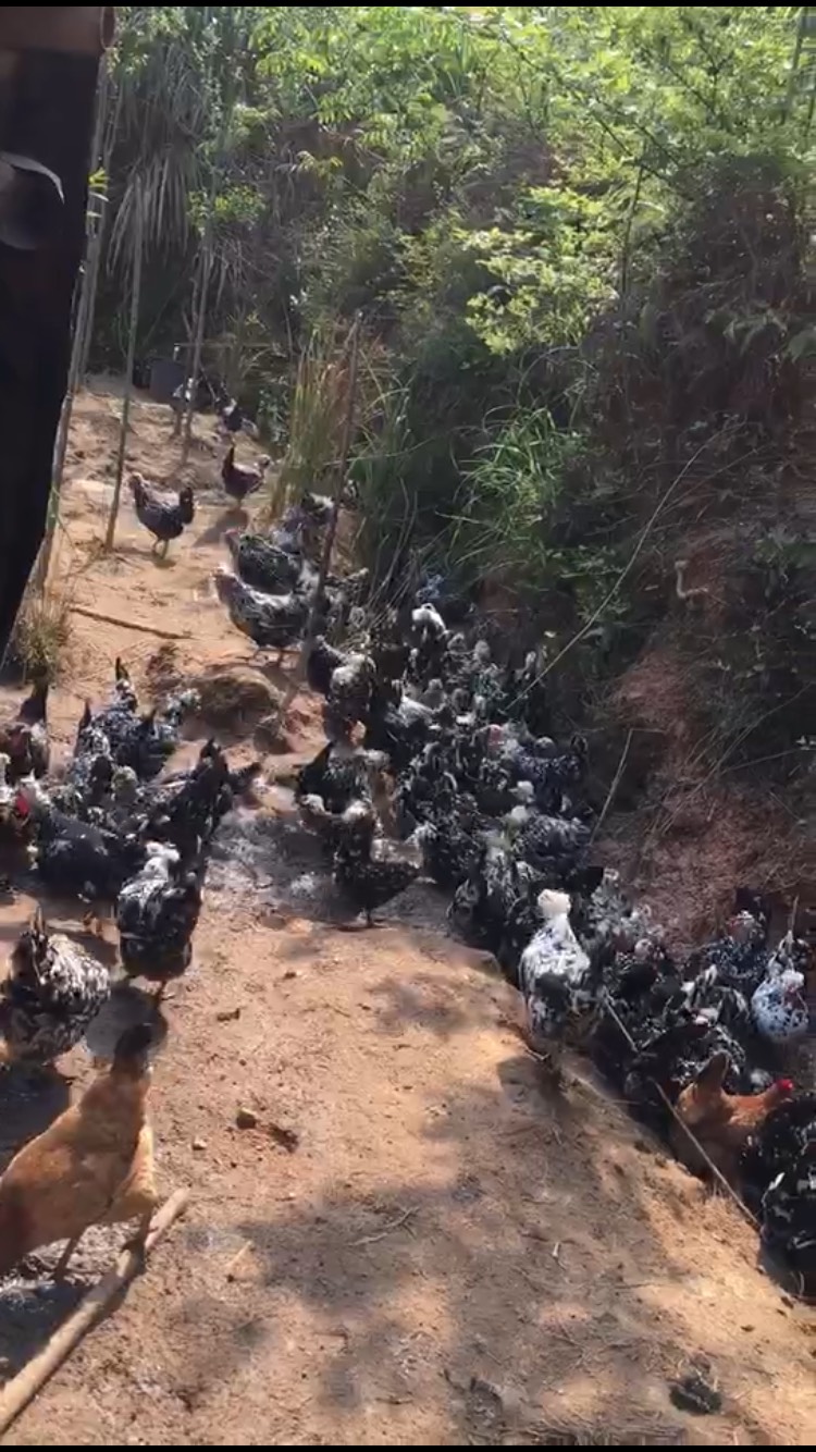  高山放养土鸡6个月青脚麻鸡