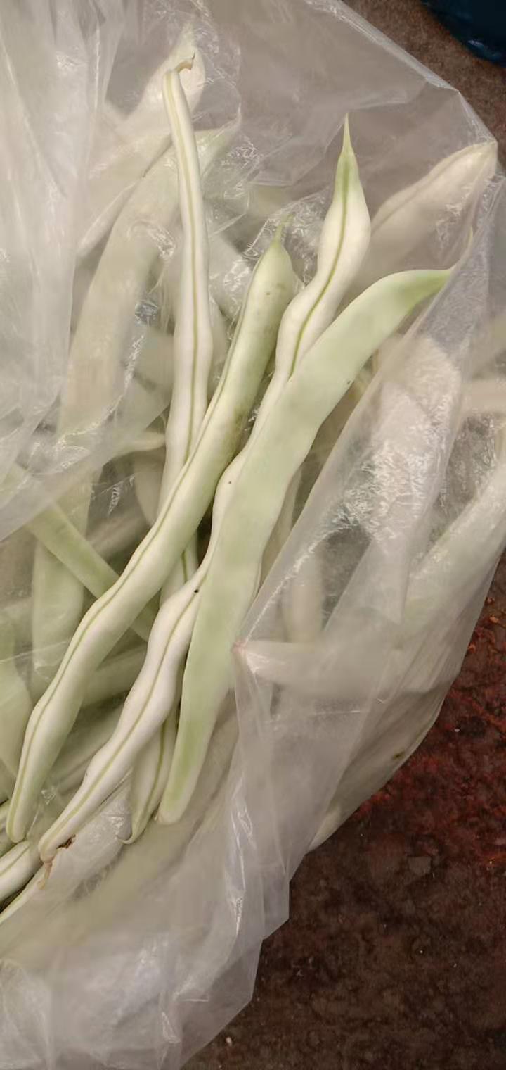 白不老四季豆 精品豆角