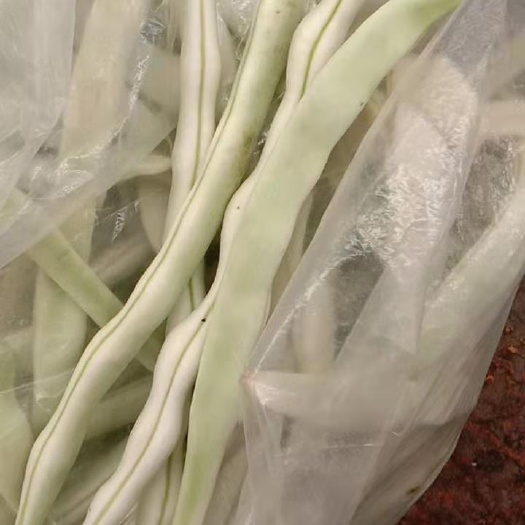 凌源市白不老四季豆 精品豆角
