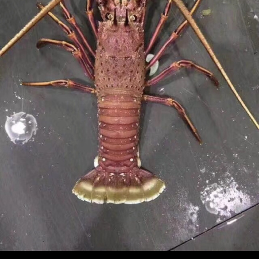 上海 西澳龙虾