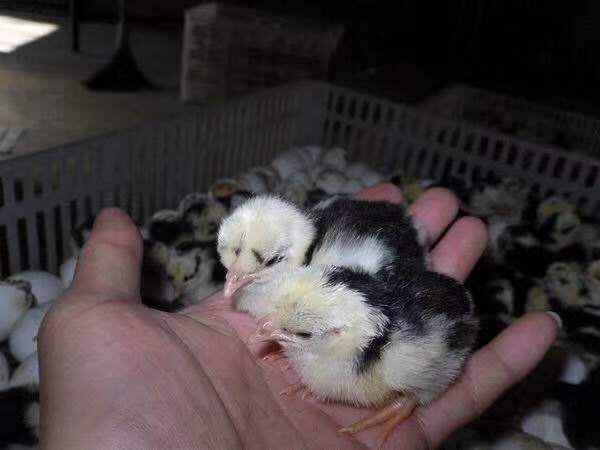 南宁 优质贵妃鸡苗