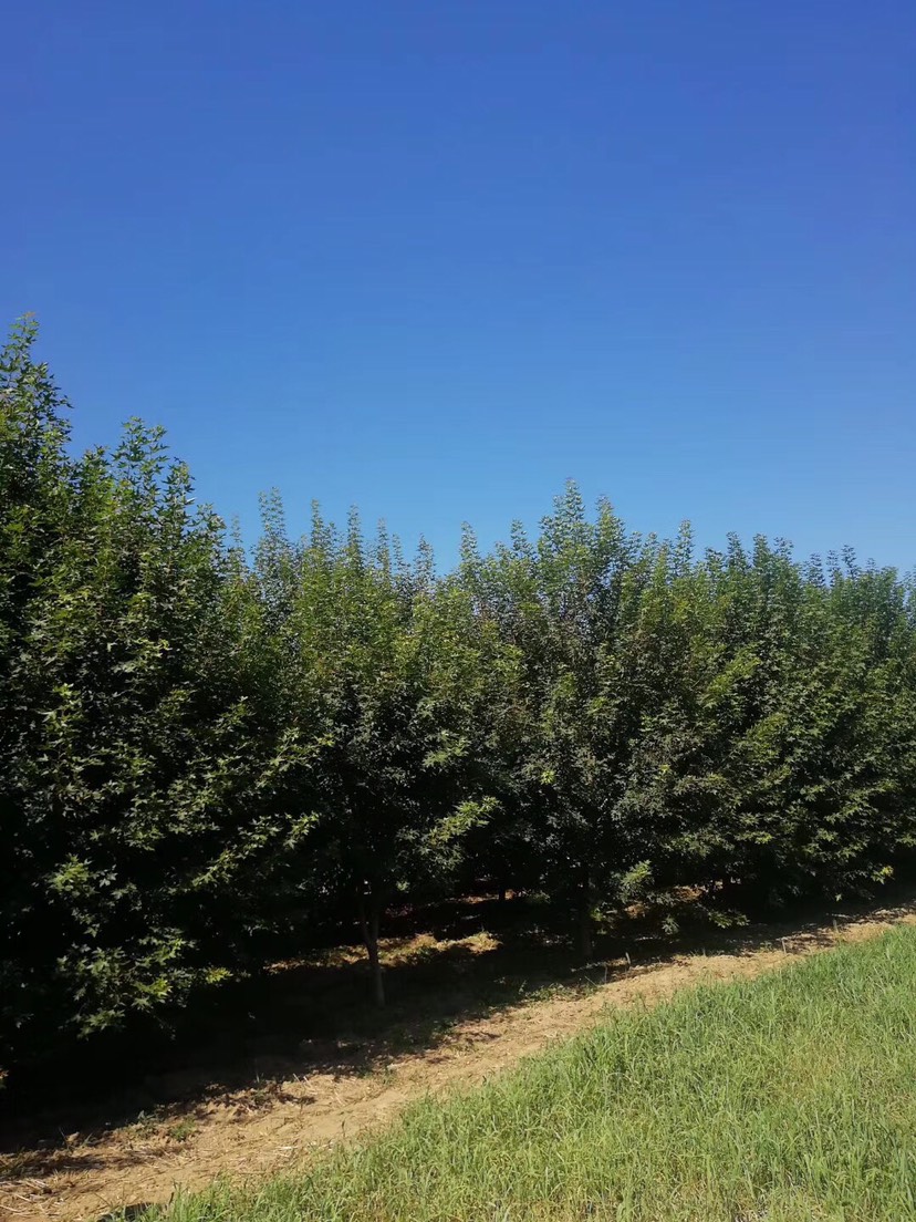  精品白皮松，苍劲挺拔，翠绿有力。华山松、雪松、五角枫、三角枫