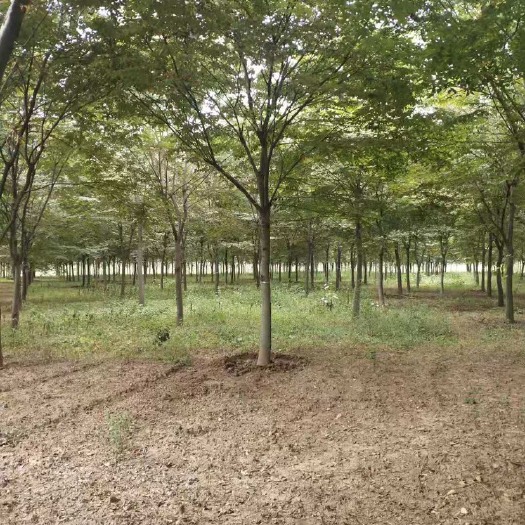 界首市 14-16榉树大量供应3000棵